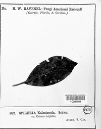Sphaeria kalmicola image